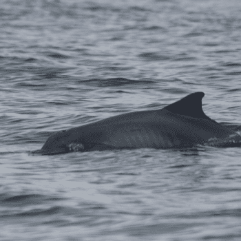 Daily Dive # 089 | Guiana Dolphins of Rio de Janeiro